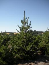 Lodgepole Pine